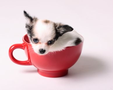 cute teacup chihuahua